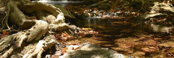 A stream running through the bare roots of trees in a rocky cliff and fallen autumn leaves photo