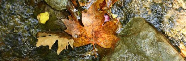 Hojas de arce de otoño caídas húmedas en el agua y rocas foto