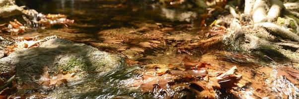 A stream running through the bare roots of trees in a rocky cliff and fallen autumn leaves photo