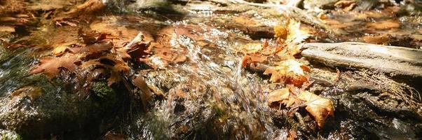 A stream running through the bare roots of trees in a rocky cliff and fallen autumn leaves photo