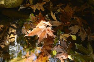 Hojas de arce de otoño caídas húmedas en el agua y rocas foto