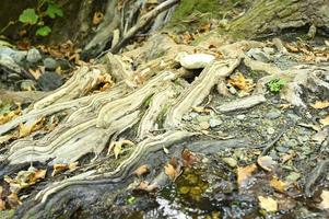 Raíces desnudas de árboles que crecen en acantilados rocosos entre piedras y agua en otoño foto