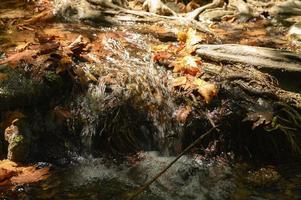 A stream running through the bare roots of trees in a rocky cliff and fallen autumn leaves photo