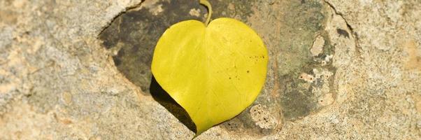 Yellow fallen autumn leaf in the shape of a heart on a stone photo