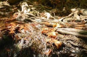 A stream running through the bare roots of trees in a rocky cliff and fallen autumn leaves photo