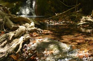 A stream running through the bare roots of trees in a rocky cliff and fallen autumn leaves photo