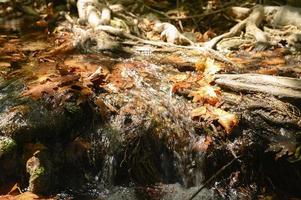 A stream running through the bare roots of trees in a rocky cliff and fallen autumn leaves photo