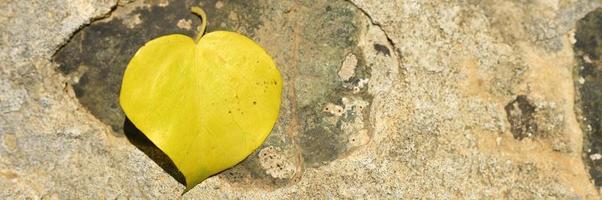 Hoja de otoño caída amarilla en forma de corazón sobre una piedra foto