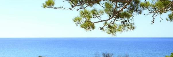 Seascape view through the pines branch and green bushes photo