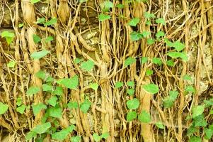 Ivy en un antiguo muro de piedra como fondo foto