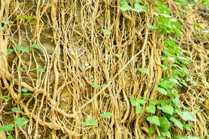 Ivy en un antiguo muro de piedra como fondo foto