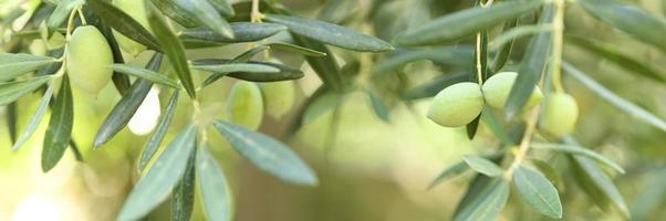 Aceitunas verdes que crecen en una rama de olivo en el jardín foto