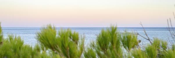 Horizon of the seascape at dusk and blurred branches of a pine tree photo