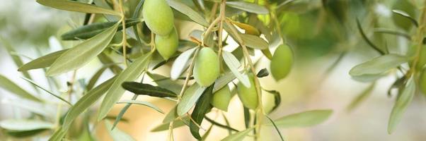 Aceitunas verdes que crecen en una rama de olivo en el jardín foto