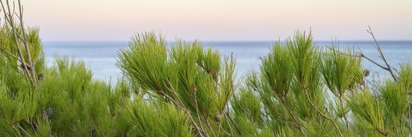 Horizonte del paisaje marino al anochecer y ramas borrosas de un pino foto