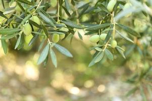 Aceitunas verdes que crecen en una rama de olivo en el jardín foto