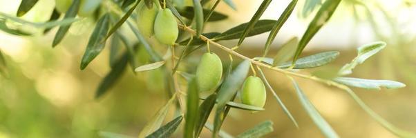 Green olives growing on a olive tree branch in the garden photo