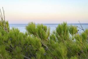 Ramas de un pino y un horizonte borroso del paisaje marino al atardecer foto