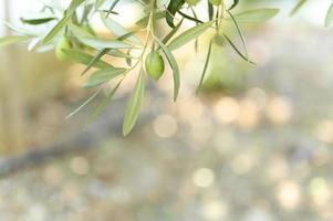 Green olives growing on a olive tree branch in the garden photo