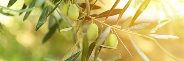 Green olives growing on a olive tree branch in the garden photo