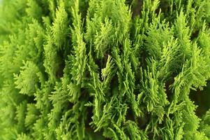 Background of close-up beautiful green Christmas leaves of Thuja trees photo