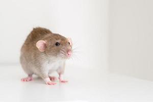 Cute pet fluffy rat with brown beige fur on a white background photo