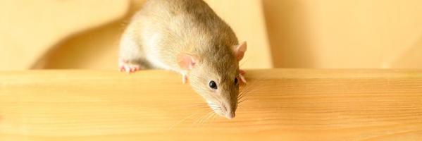 Cute pet fluffy rat with brown beige fur on a white background photo