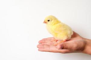 Cute little tiny newborn yellow baby chick in kid's hand on white background