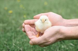 Cute little tiny newborn yellow baby chick in male hands of farmer on green grass background