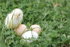 Pequeño y lindo pollito amarillo recién nacido en manos masculinas del agricultor sobre fondo de hierba verde foto