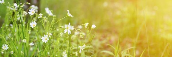 Wild stellaria flower photo