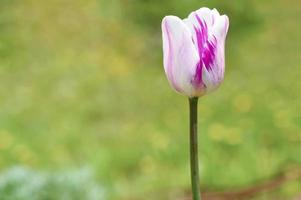 Tulip purple bud photo