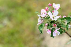 Apple pink blossom flowers photo