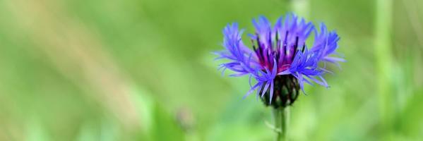 Wild cornflower field with herbs and blue purple flowers photo