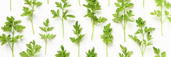 Fresh organic parsley leaves arranged in a row on a white background photo