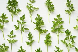 Fresh organic parsley leaves arranged in a row on a white background photo