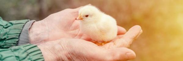 Cute little tiny newborn yellow baby chick in hands of elderly farmer on green grass background photo