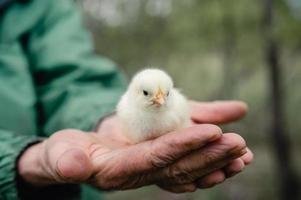 Cute little tiny newborn yellow baby chick in hands of elderly senior woman farmer on nature background photo