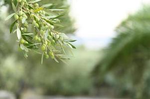 Aceitunas verdes que crecen en una rama de olivo en el jardín foto