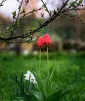 Two red garden tulips in grass under a tree photo