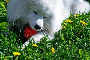 Young samoyed dog laying on grass playing with red ball