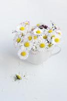 Bouquet of common daisies in white tea cup on white background