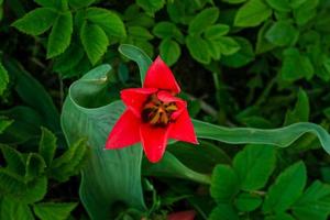 Red blooming wild tulip flower in green grass, top view photo