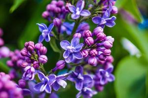 Beautiful purple flowers in spring photo