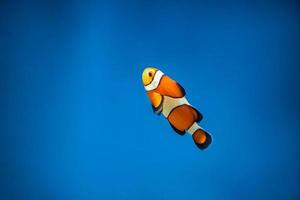 Orange clown fish swims in the blue water