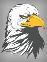 Bald Eagle Falcon Hawk Head, Cartoon Vector Illustration Drawing