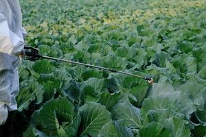 Jardinero en un traje de protección rociando insecticidas y productos químicos en la planta vegetal de repollo foto