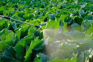 Gardener in a protective suit and mask spraying plants photo