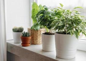 plantas de interior verdes en el alféizar de una casa foto