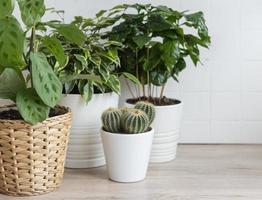 Green houseplants on a table in a house photo